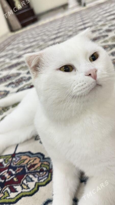 пропал кот - Bagyr - img 1