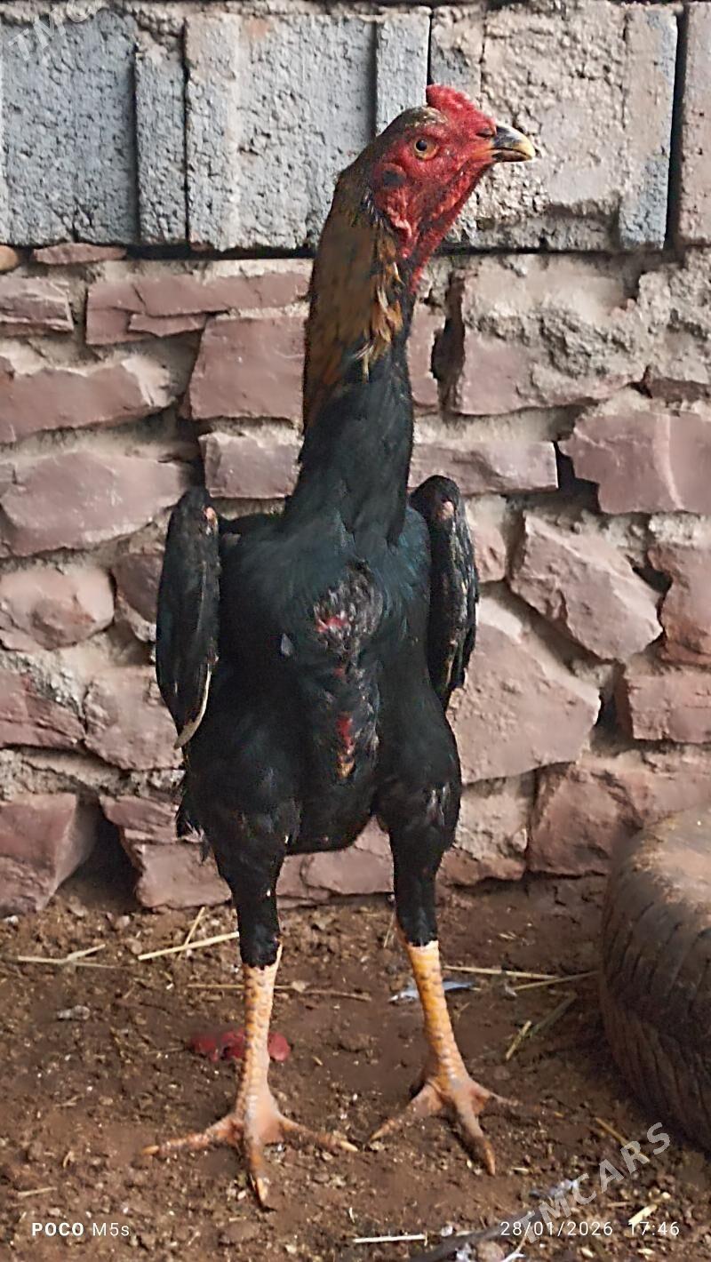 azil - Köýtendag - img 1