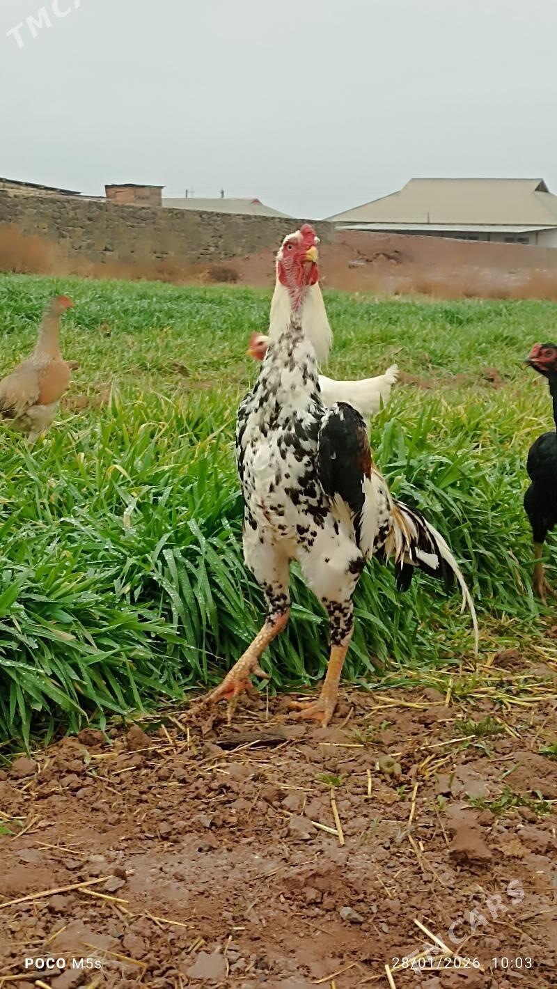 Azil - Köýtendag - img 1