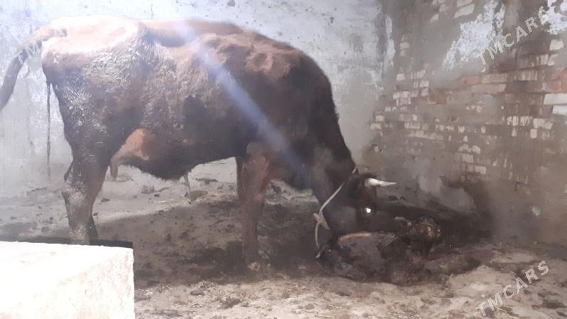 Bogaz sygyr - Мургап - img 1