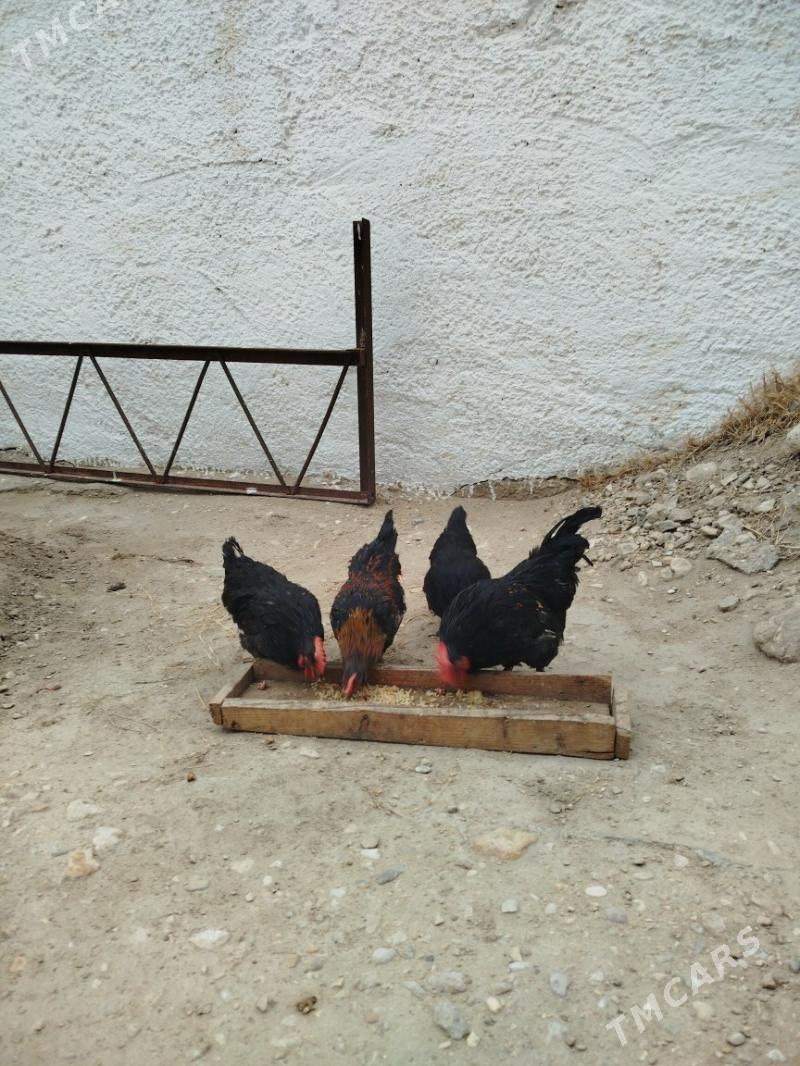 karlik - Balkanabat - img 1