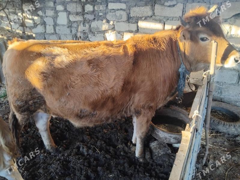 Okuz - Esenguly - img 1