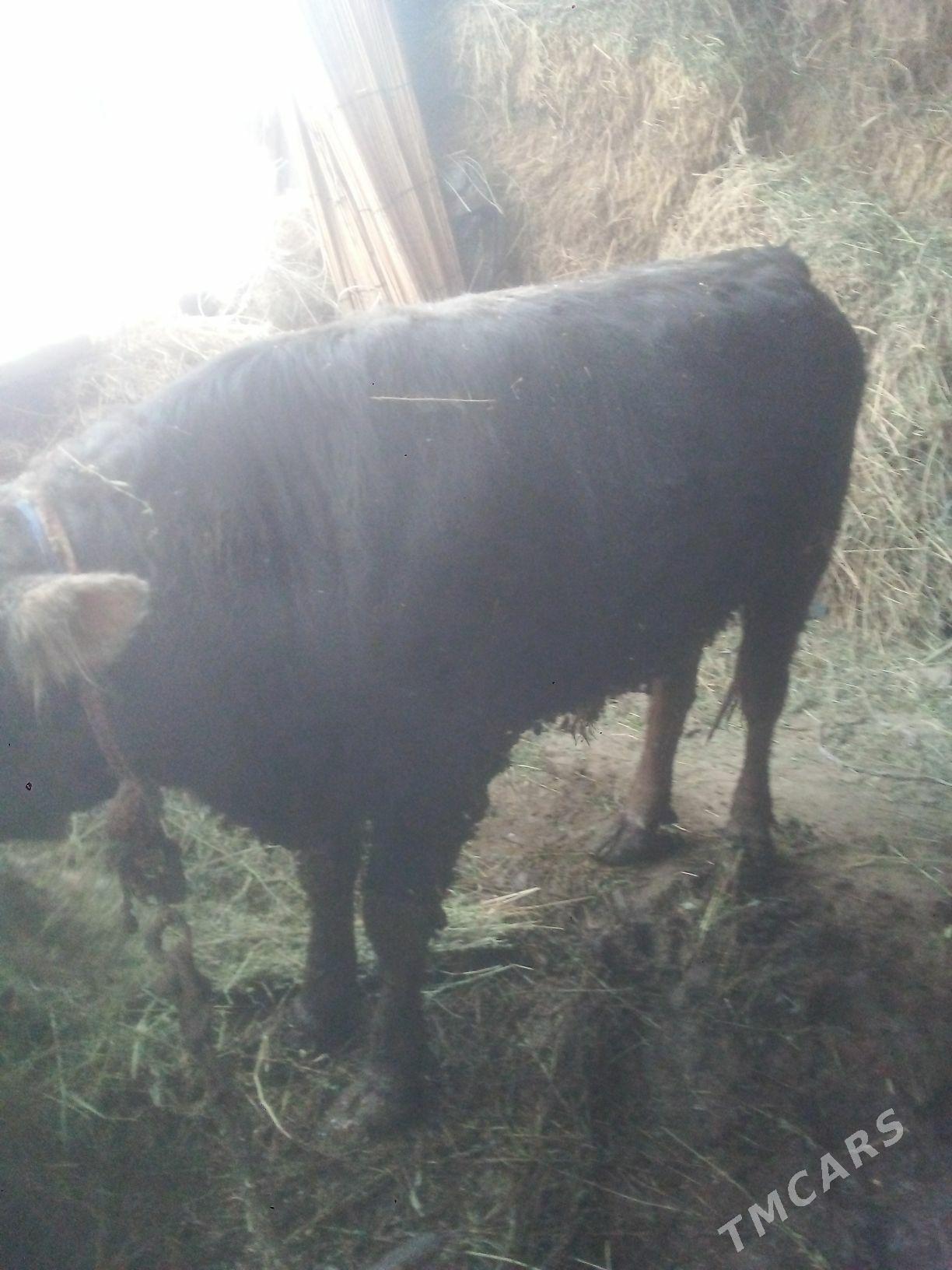 okuz - Gökdepe - img 1