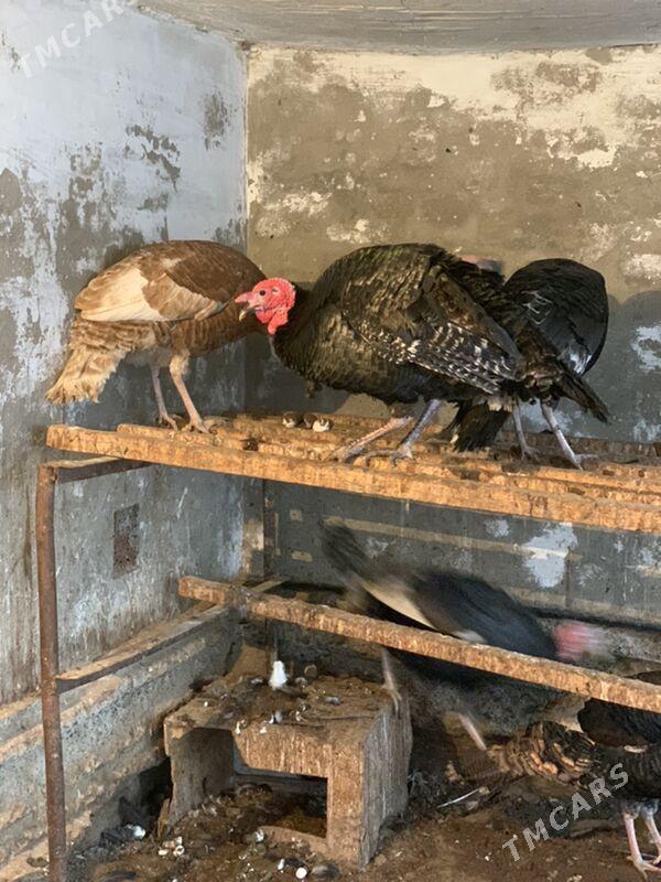 erkek induk - Мары - img 1