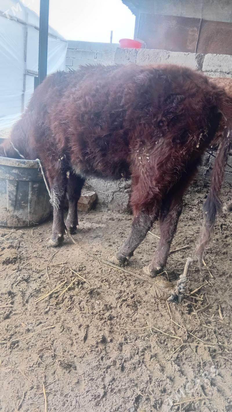 tuwe 2sany - Ak bugdaý etraby - img 1