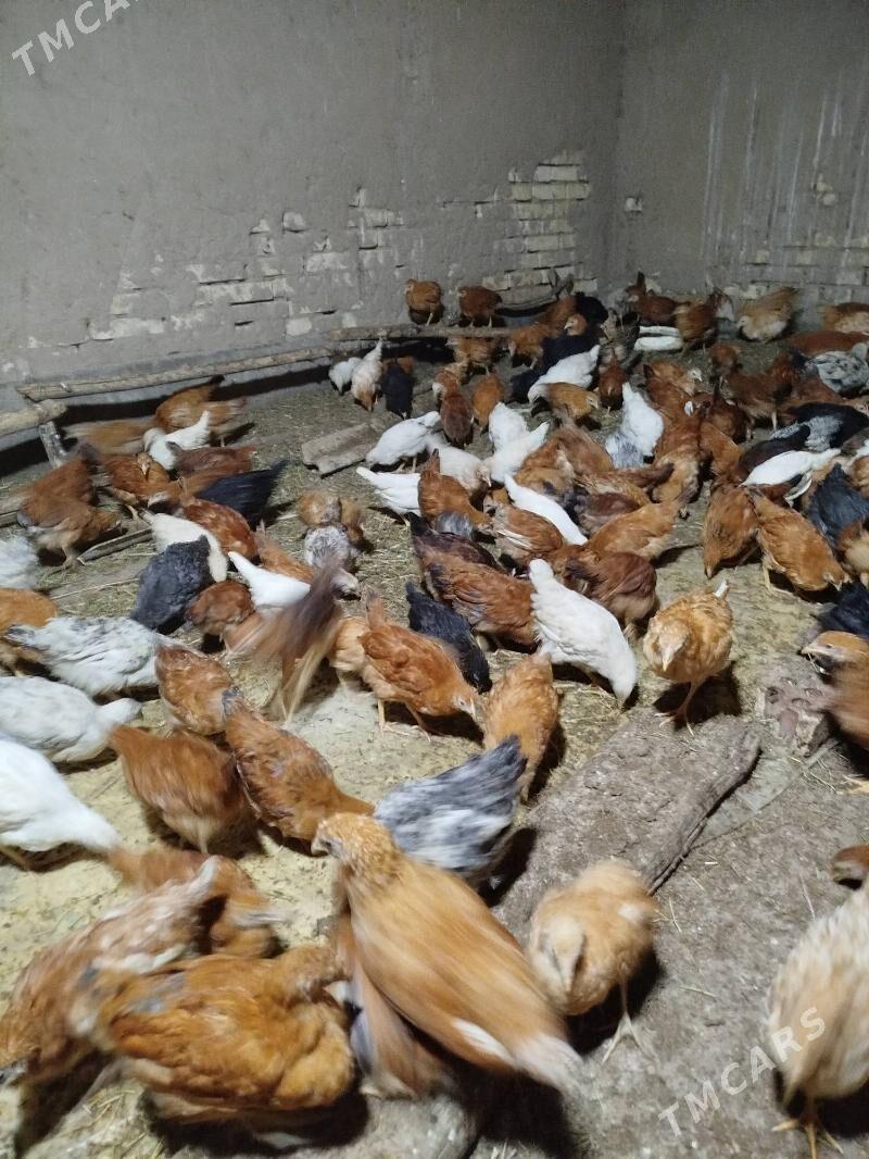 Juyje - Sakarçäge - img 1