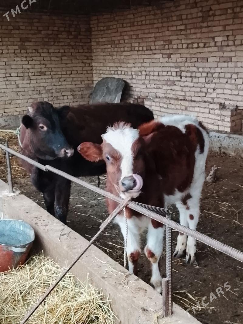 ala okuz - Dänew - img 1