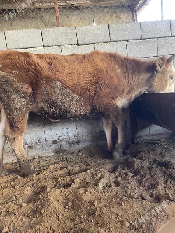 tüwe - Aşgabat - img 1