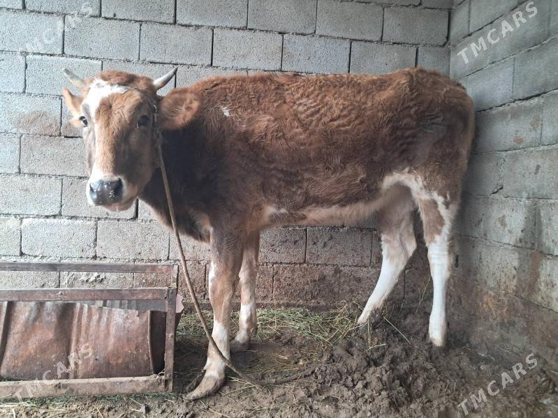 bogaz tüwe - Ашхабад - img 1