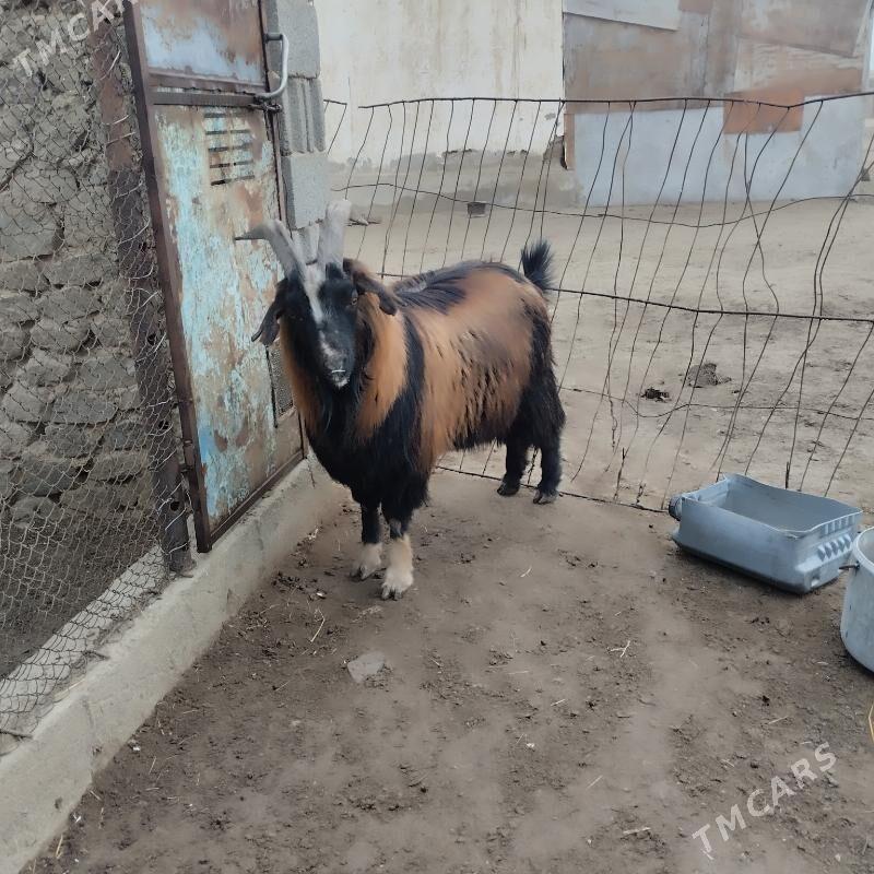 teke - Bereket - img 1