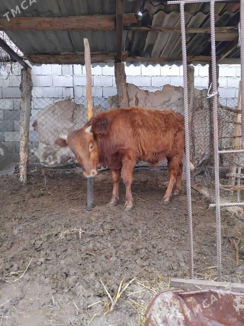 Okuz - Herrikgala - img 1