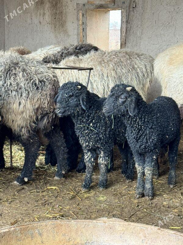 Guzy - Ýolöten - img 1