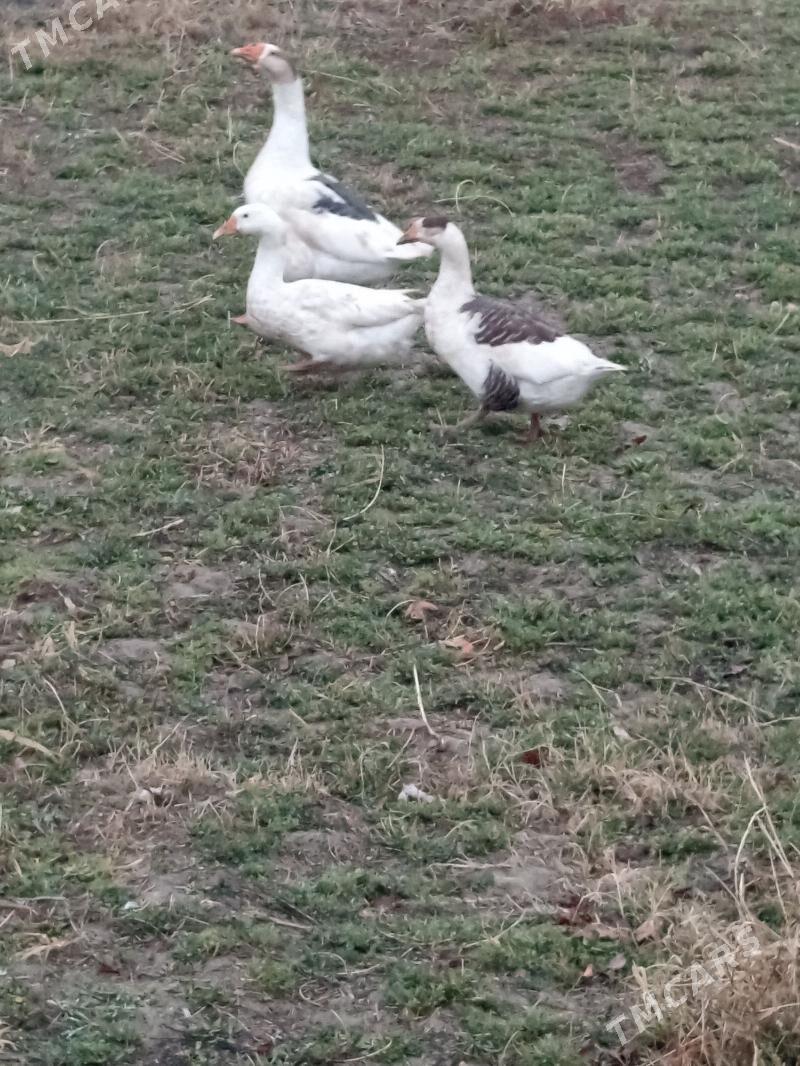 Gus - Wekilbazar - img 1