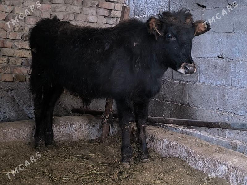 öküz - Ашхабад - img 1