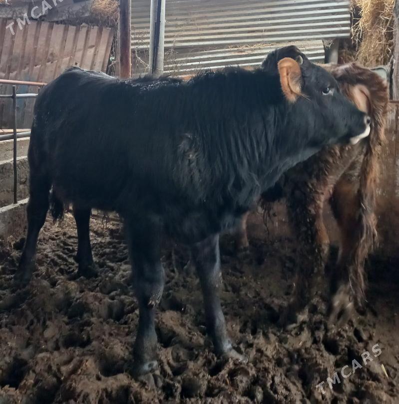 okuz - Яшлык - img 1