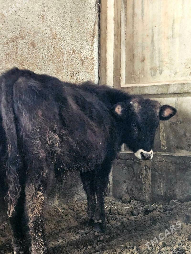 okuz - Büzmeýin - img 1