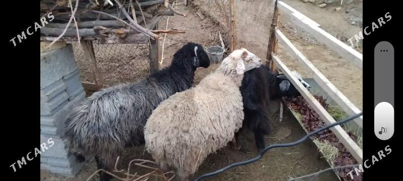 goyun - Ak bugdaý etraby - img 1