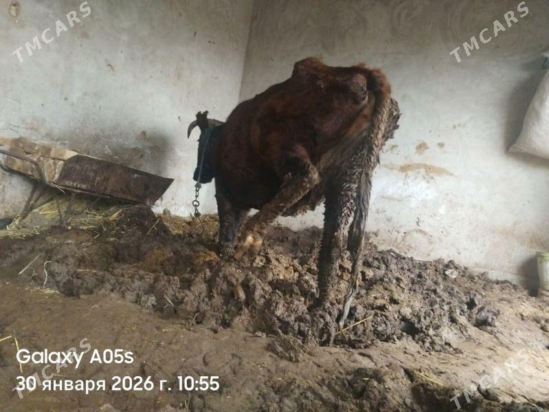 bakyly sygyr - Сакар - img 1