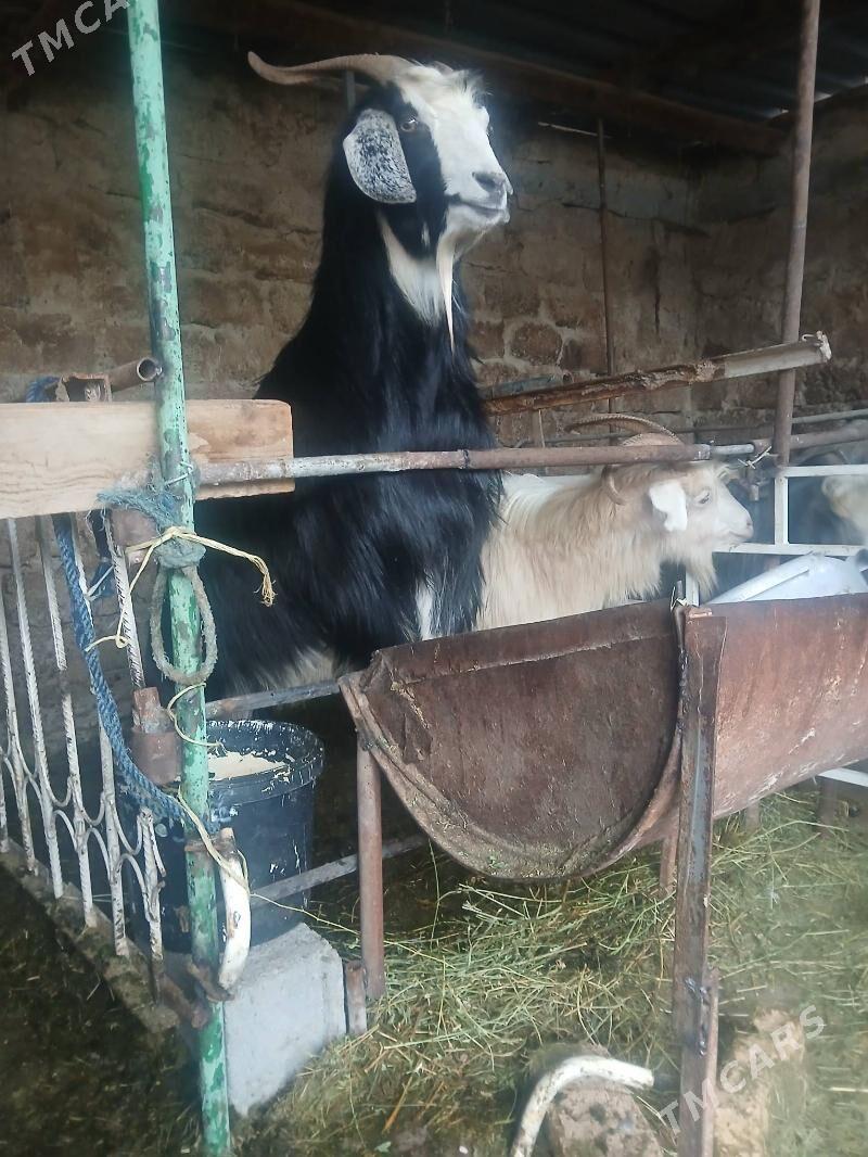 erkec - Aşgabat - img 1