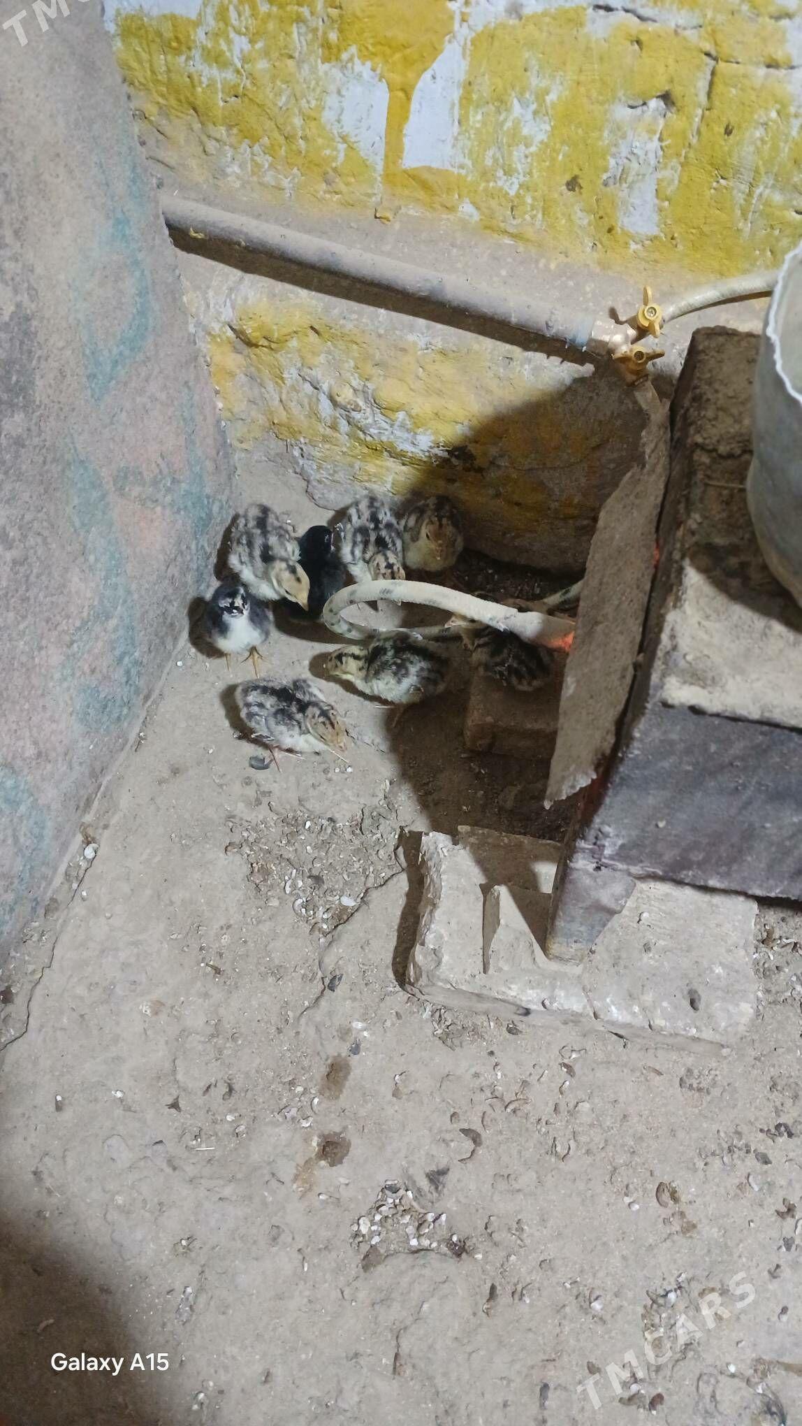 induk juyje - Türkmengala - img 1