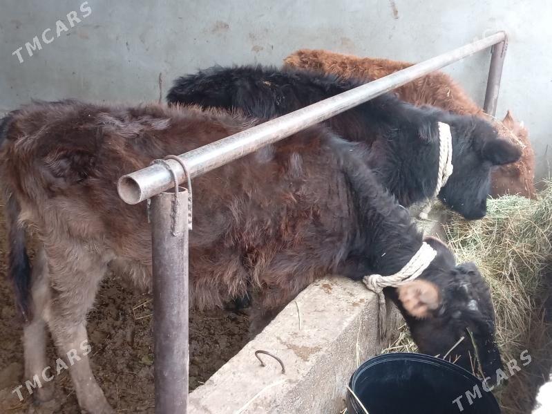 OKUZ TUWE - Bagyr - img 1