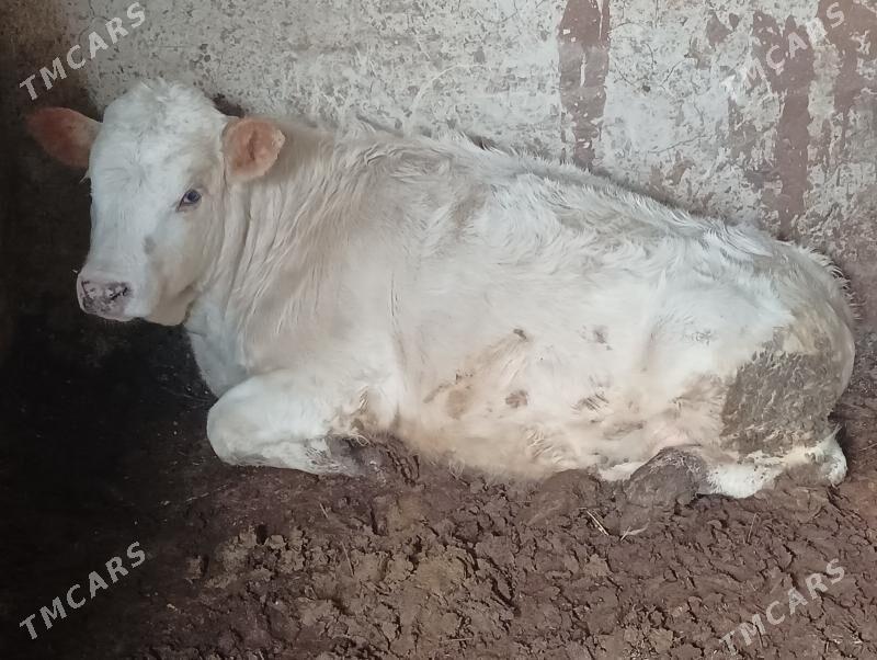 öküz - Бузмеин - img 1