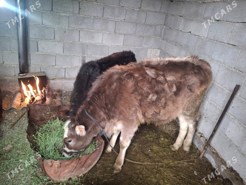 tuwe - Гёкдепе - img 1