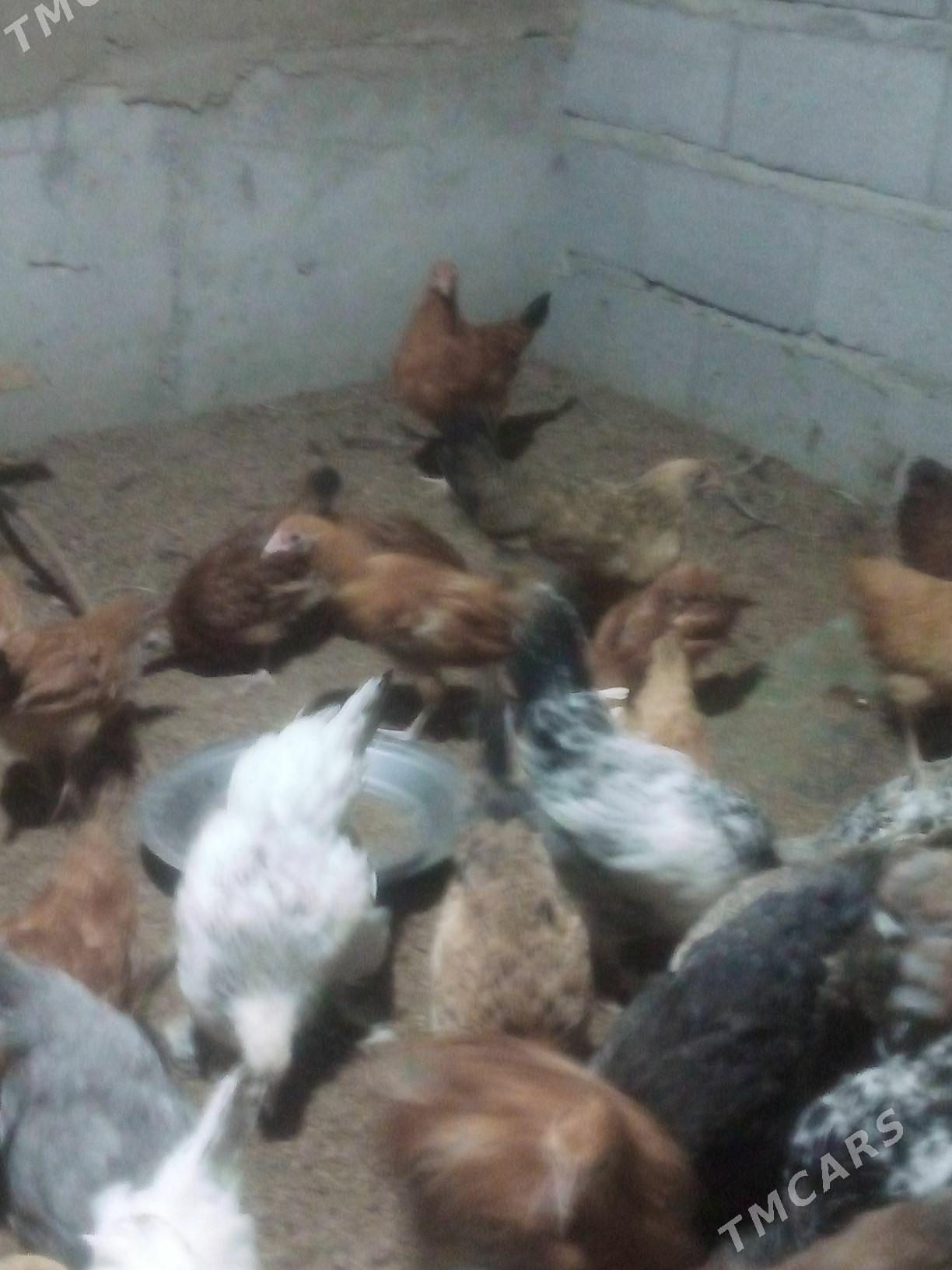 Juyje sagdyn - Бахарден - img 1