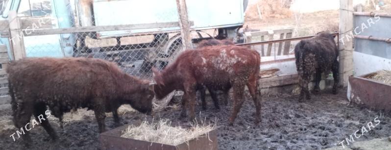 öküz 5sany - Гёкдепе - img 1