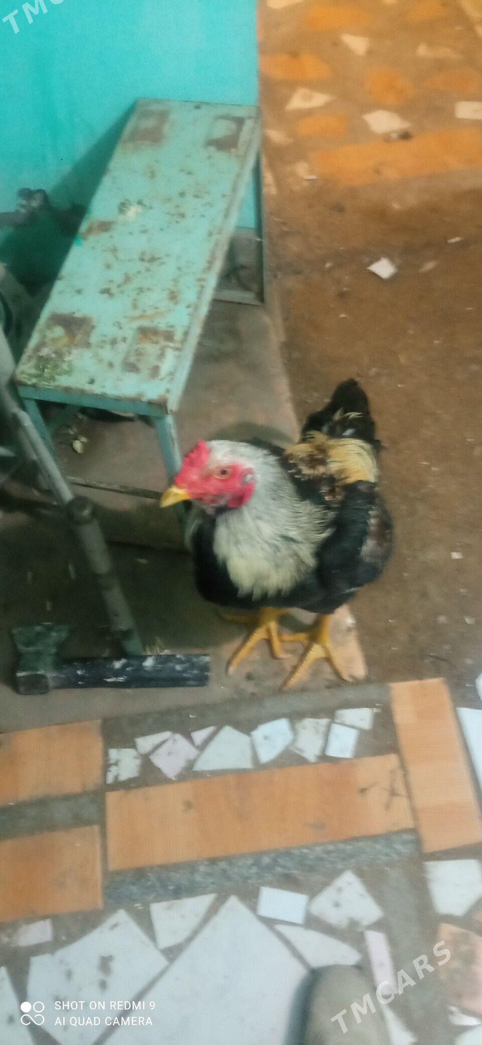 horaz baysow - Seýdi - img 1