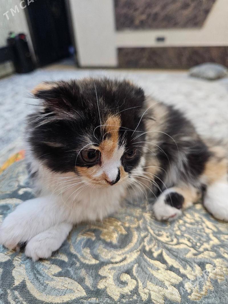 sotlan gyzjagaz 3 aylyk - Aşgabat - img 1