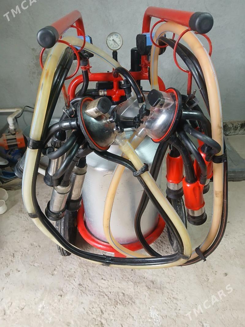 сыгыр сагылян - Чарджоу - img 1