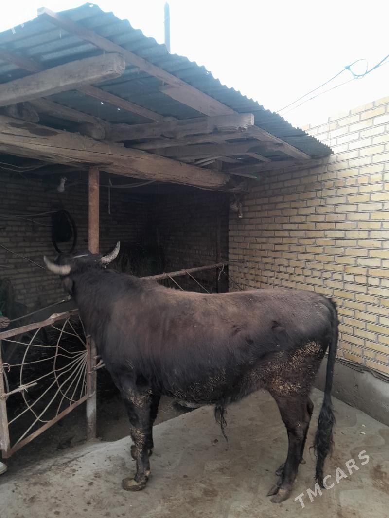 самиз окуз - Çärjew - img 1