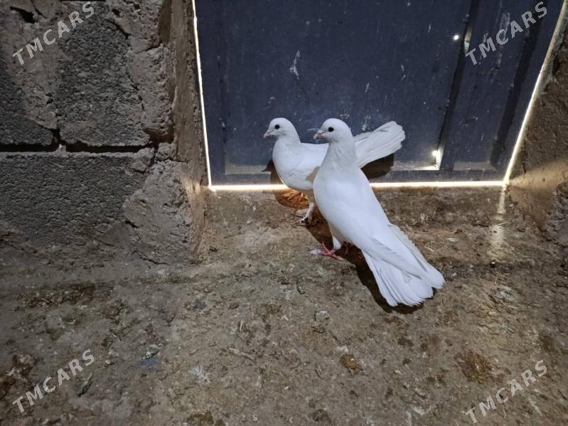 kepderi. - Gyzylarbat - img 1