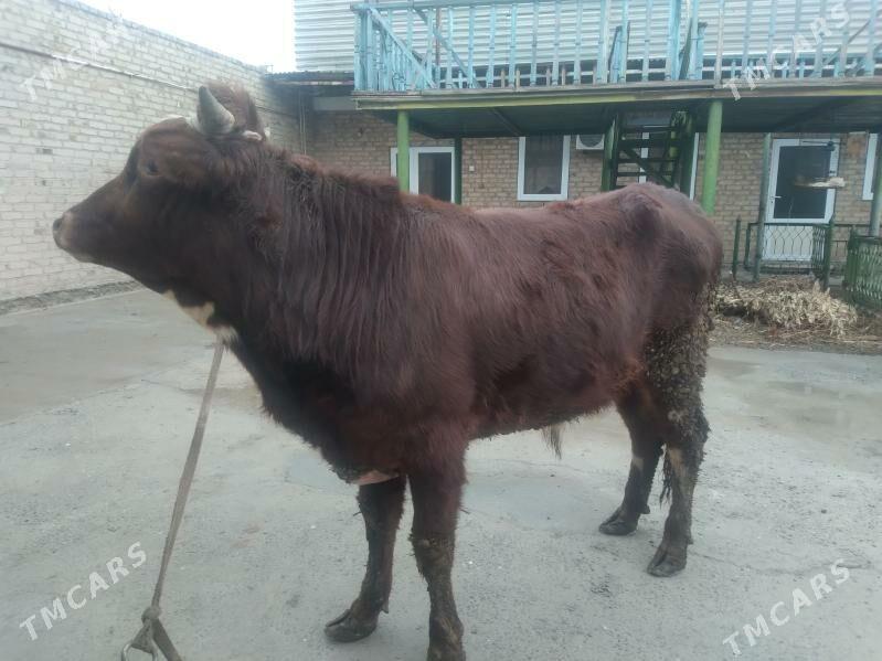 Öküz - Türkmenabat - img 1