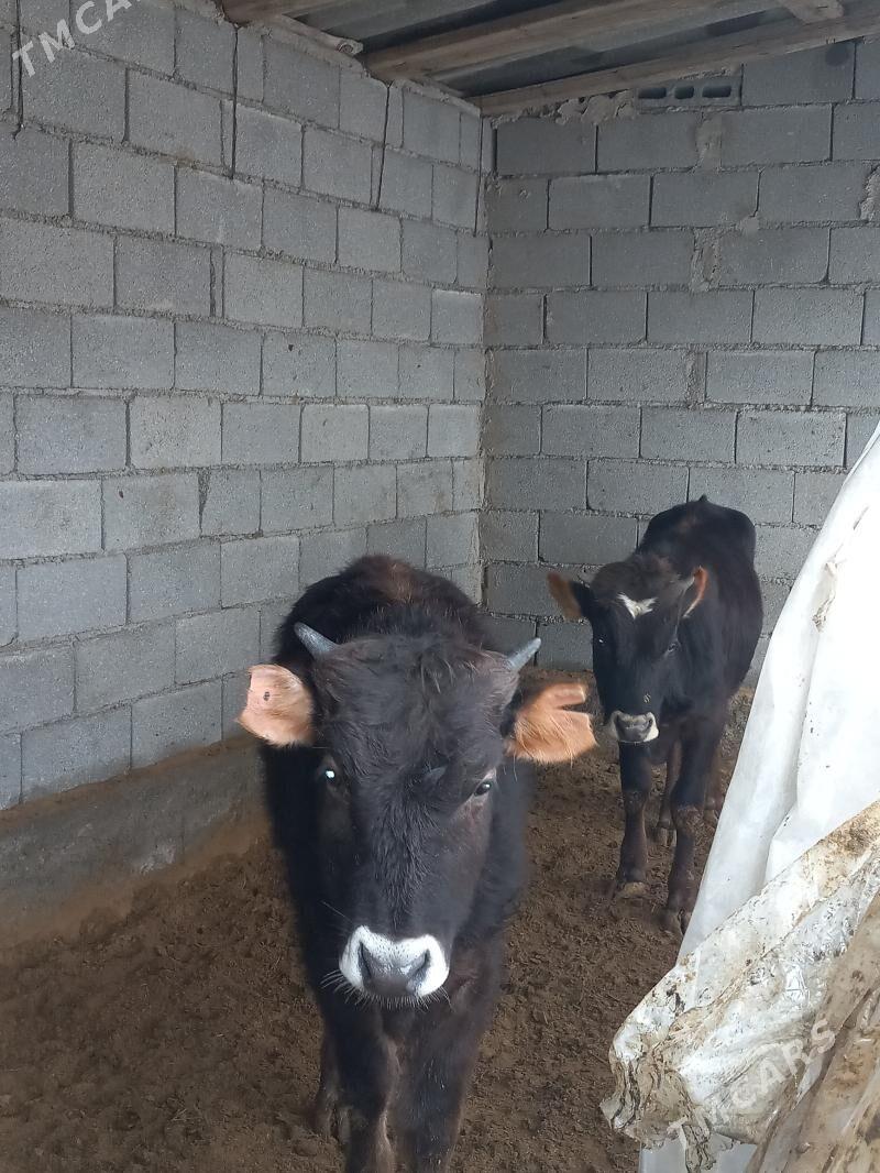 okuz - Gökje - img 1