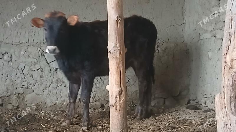 SWES TUWE - Бахарден - img 1