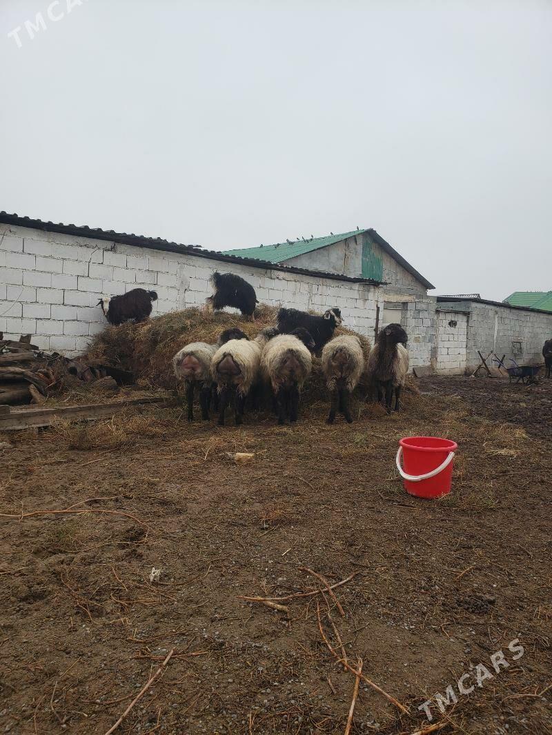 Goyun öwec - Гарадамак Шор - img 1