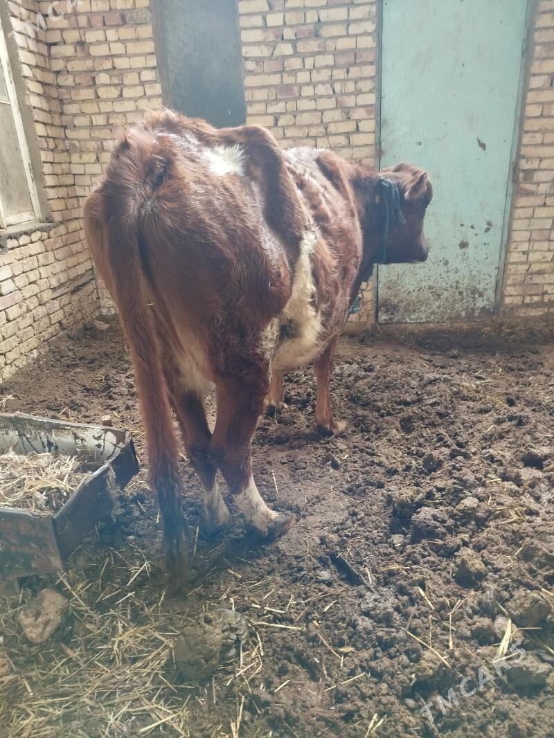 bogaz sygyr - Байрамали - img 1