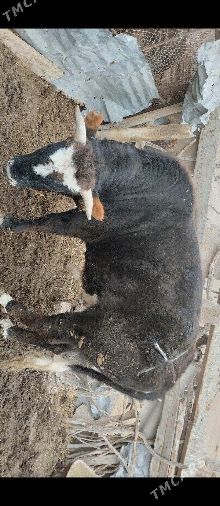 öküz - Bereket - img 1