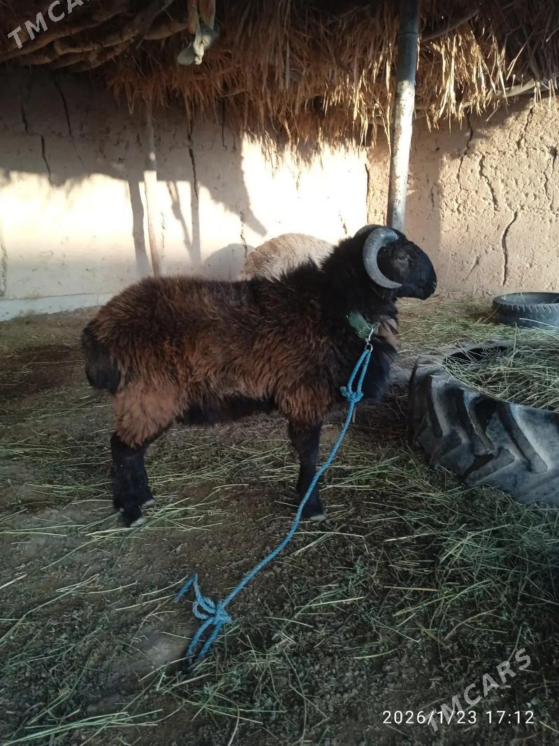 Goch - Дарганата - img 1