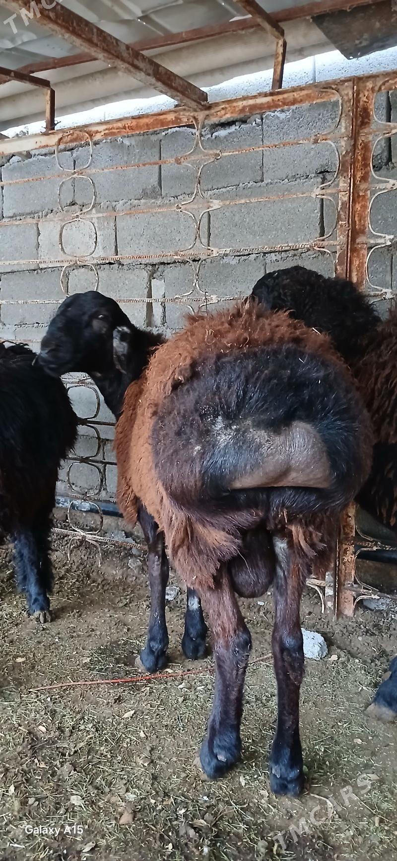 Gisar goc we bogaz gisar goyun - Ak bugdaý etraby - img 1