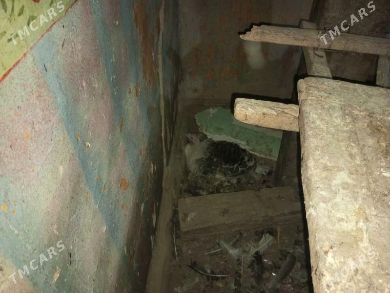 induk - Байрамали - img 1