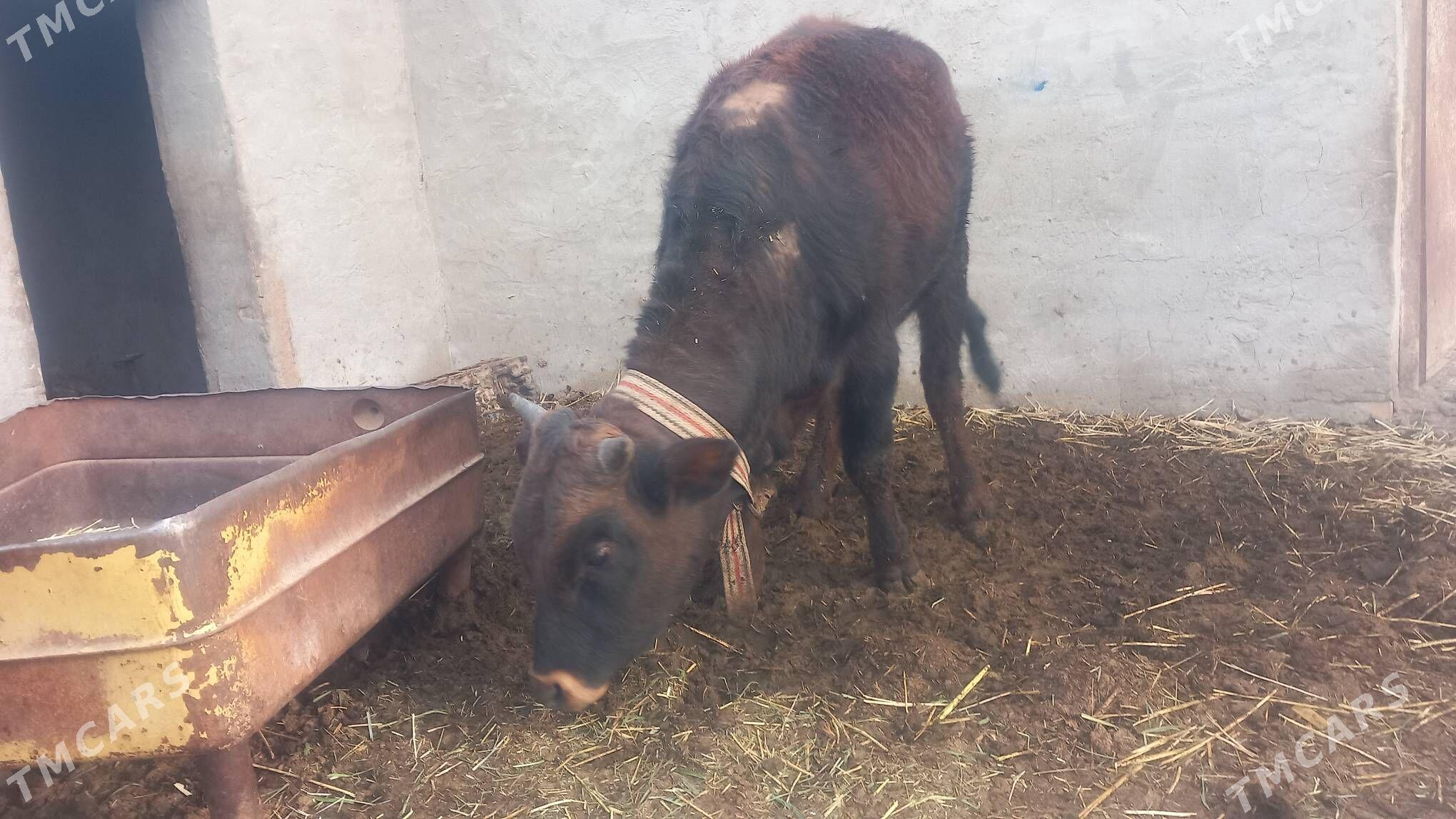 okuz.gulajyn. - Mary - img 1