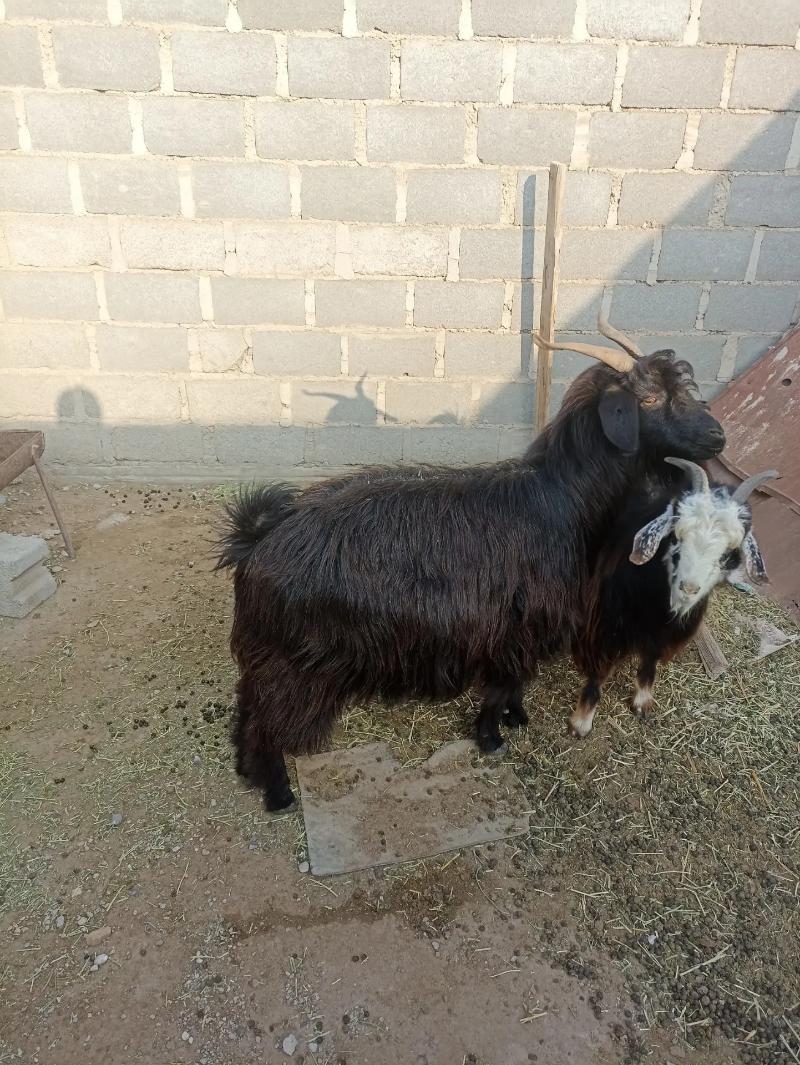 Geçi bogoz - Гумдаг - img 1