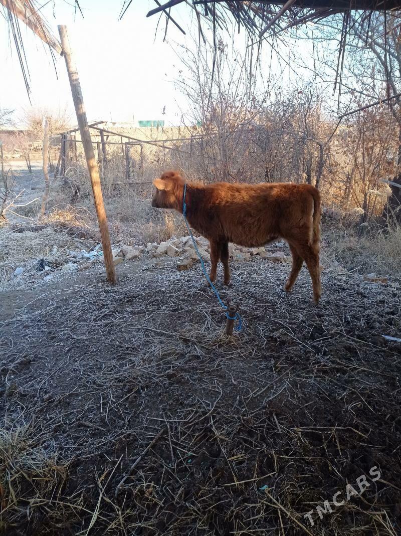 unajin - Farap - img 1