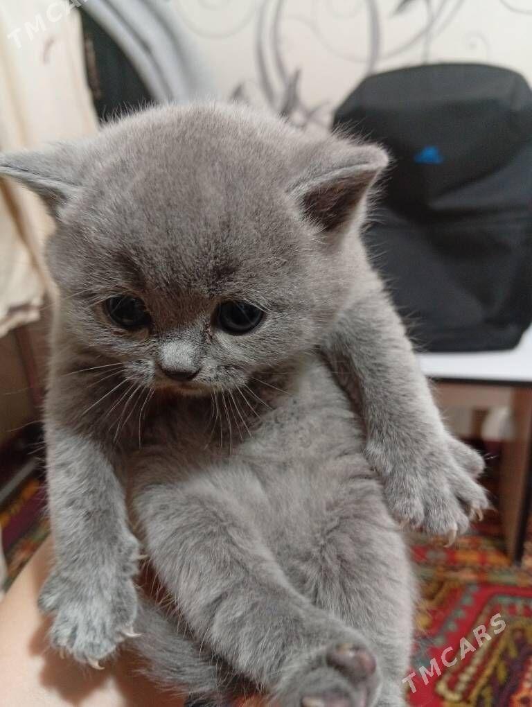 Британские котята - Балканабат - img 1