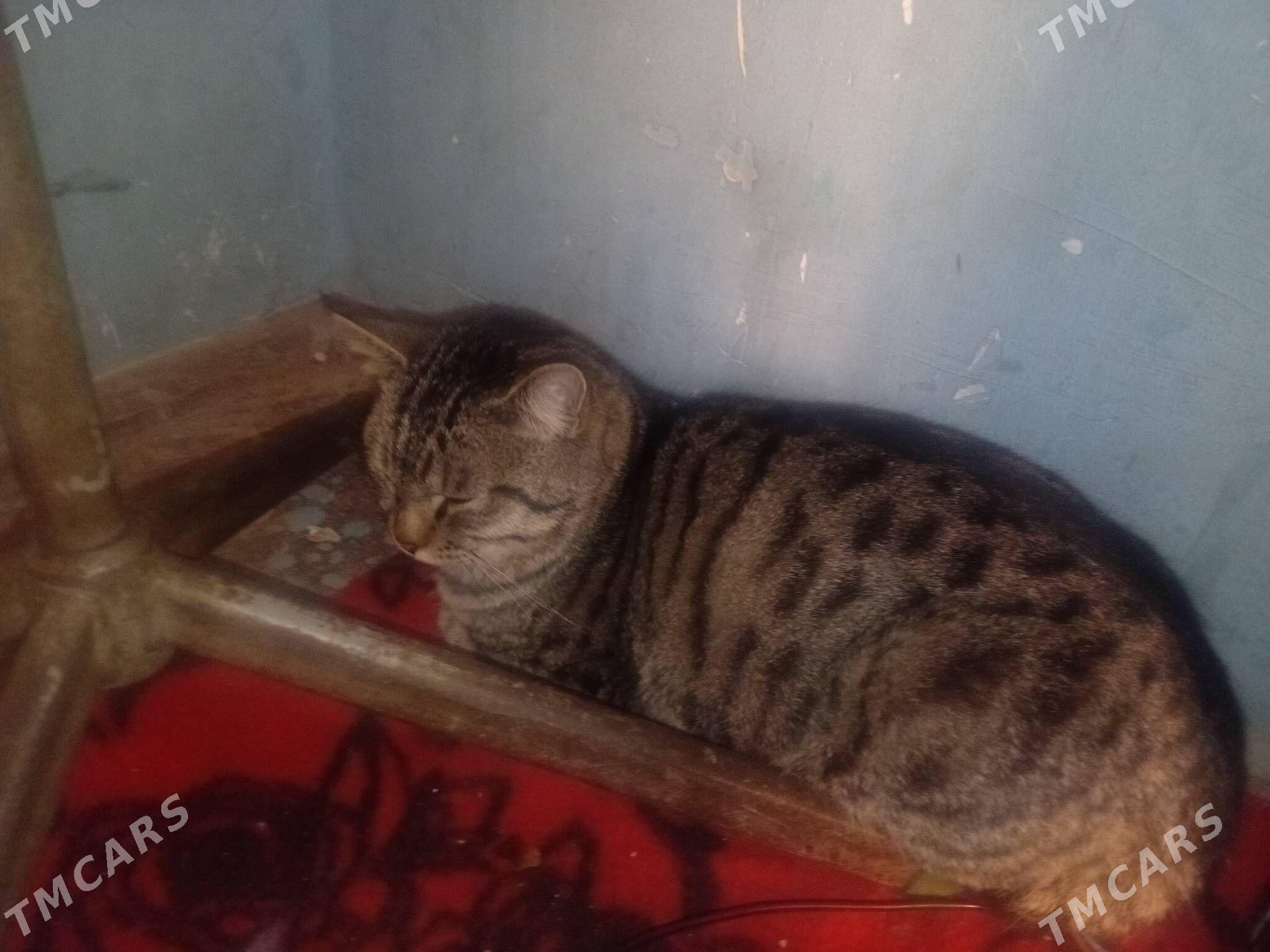 Kişa - Болдумсаз - img 1