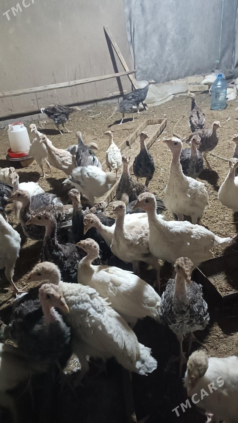 induk júje - Сакарчага - img 1