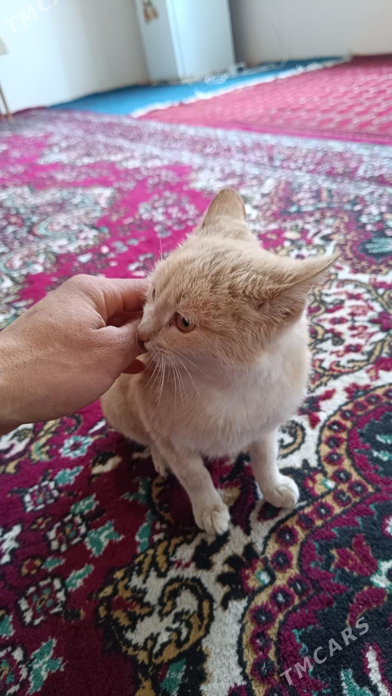 Pişik - Мары - img 1